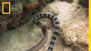 Watch Sea Snake Swallows Eel Whole  National Geographic [upl. by Ajiat]