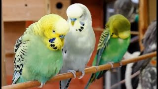 Over 9 hours of Budgies Playing Singing and Talking [upl. by Buna]