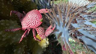 What Animals Live in a Coral Reef  California Academy of Sciences [upl. by Nnayhs]