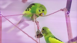 Budgie Sounds and Baby Budgies Playing [upl. by Gerger]