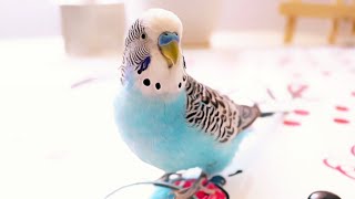 3 Hour Budgie Sounds or Parakeet sounds [upl. by Marriott]