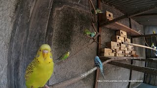 3 Hour of Budgie Chirping Sounds In The Colony Cage  August12019 [upl. by Anilec829]