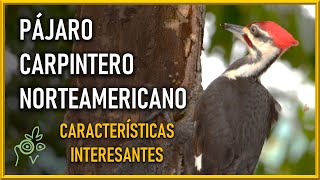 Pajaro Carpintero Norteamericano Caracteristicas interesantes [upl. by Atinek]