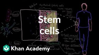 Stem cells  Cells  MCAT  Khan Academy [upl. by Edras285]