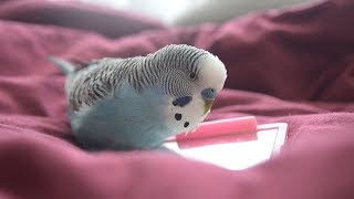 Budgie sounds  Cute amp Fluffy singing [upl. by Infield]