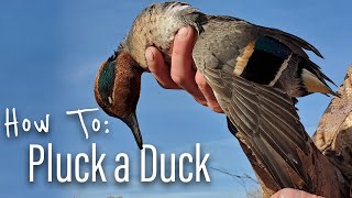 How To Clean Ducks  The Easy Way Wingmen Hunting [upl. by Nielson]