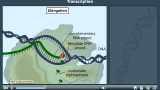 Transcription Animation [upl. by Yrrok]