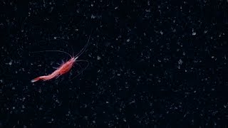 Spectacular Swimming Shrimp  Nautilus Live [upl. by Ainit]