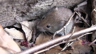 Young Voles [upl. by Cullan]