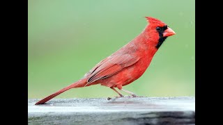 Canto Cardenal Rojo Norteño Completo [upl. by Esmerelda662]