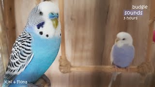 Budgie Sounds 3 Hours  Help Lonely Budgies To Chirp [upl. by Naerb]