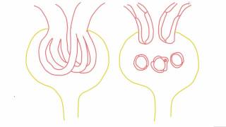 Mesangial cells  anatomy and function [upl. by Atikahc]