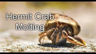 Hermit Crab Molting [upl. by Ahsed]