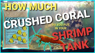 How Much Crushed Coral Should You Put In Your Aquarium  Crushed Coral In A Neocaridina Shrimp Tank [upl. by Fulviah981]