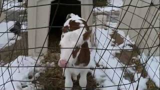 A Calfs life  where dairy calves live  hutches [upl. by Anaerdna148]